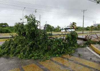PROVOCA CRISTÓBAL QUE ALGUNOS ÁRBOLES SE CAIGAN