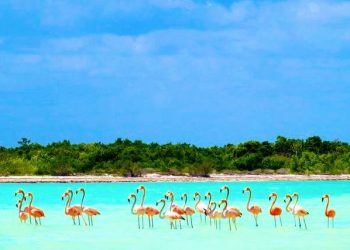NATIONAL GEOGRAPHIC EN ESPAÑOL MUESTRA AL MUNDO LA BELLEZA DE HOLBOX