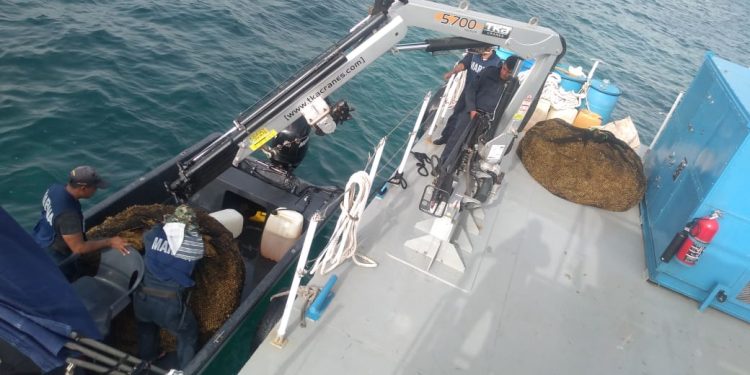 LA MARINA CONTINÚA ATENDIENDO EL FENÓMENO ATÍPICO DEL SARGAZO:  5 MIL 678 TONELADAS HAN SIDO RECOLECTADAS POR TODOS LOS PARTICIPANTES