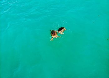 CAPTAN LLEGADA DE TORTUGAS EN PLAYA DELFINES