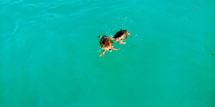 CAPTAN LLEGADA DE TORTUGAS EN PLAYA DELFINES