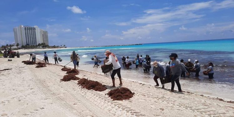 RETIRAN «MISTERIOSA» ALGA MARINA QUE NO ES SARGAZO