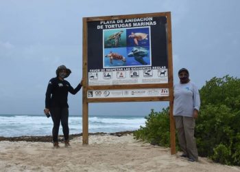 PRESERVAN A LAS TORTUGAS MARINAS EN PUERTO MORELOS