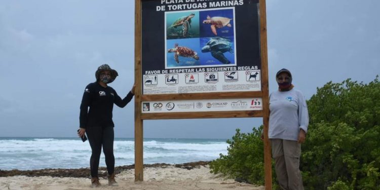 PRESERVAN A LAS TORTUGAS MARINAS EN PUERTO MORELOS