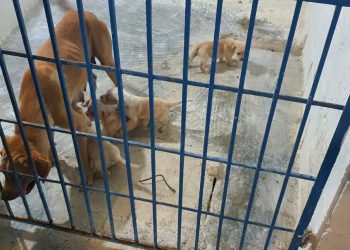 FUERON RESCATADOS SIETE CANINOS EN ESTADO DE DESNUTRICIÓN