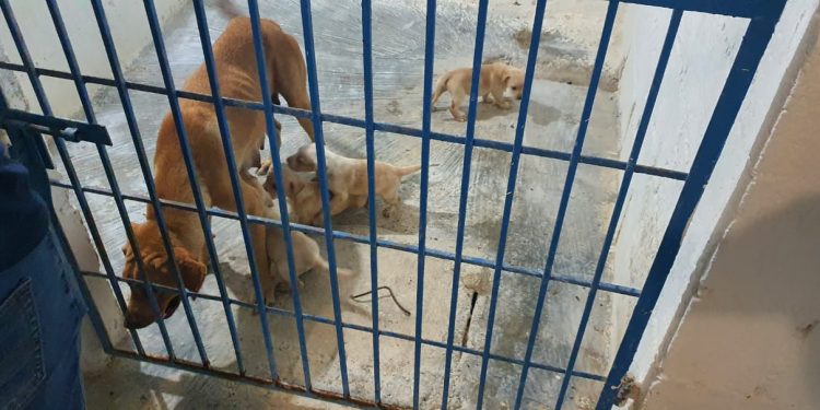 FUERON RESCATADOS SIETE CANINOS EN ESTADO DE DESNUTRICIÓN