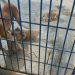 FUERON RESCATADOS SIETE CANINOS EN ESTADO DE DESNUTRICIÓN