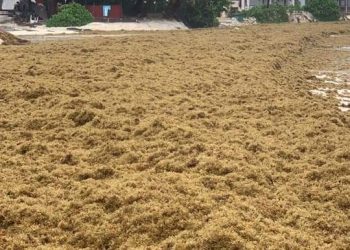 EN VARIOS MESES NO SE VEÍA TANTO SARGAZO EN PLAYA DEL CARMEN