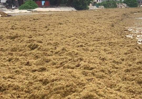 EN VARIOS MESES NO SE VEÍA TANTO SARGAZO EN PLAYA DEL CARMEN