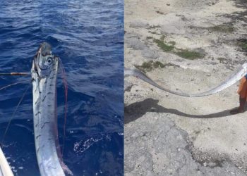 APARECE EN COZUMEL PEZ REMO QUE «PRESAGIA TRAGEDIAS»
