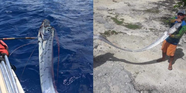 APARECE EN COZUMEL PEZ REMO QUE «PRESAGIA TRAGEDIAS»