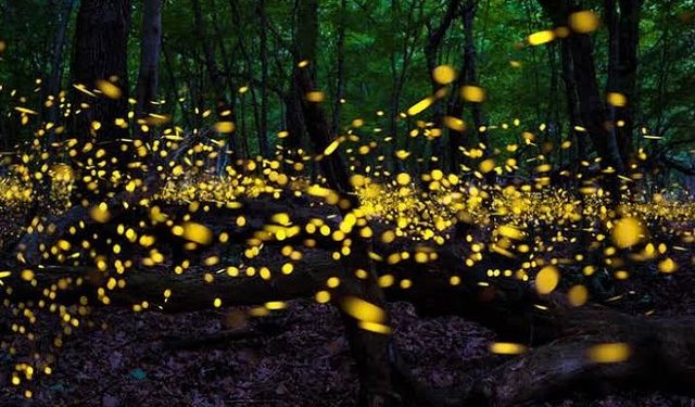 CANCELAN TEMPORADA DE LUCIÉRNAGAS EN SANTUARIO DE TLAXCALA