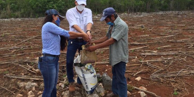 COMIENZA LA DISTRIBUCIÓN DE SEMILLAS DE MAÍZ E INSUMOS PARA IMPULSAR AL CAMPO