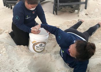 LOGRAMOS CIFRAS HISTÓRICAS EN PROTECCIÓN Y CONSERVACIÓN DE LA TORTUGA MARINA: MARA