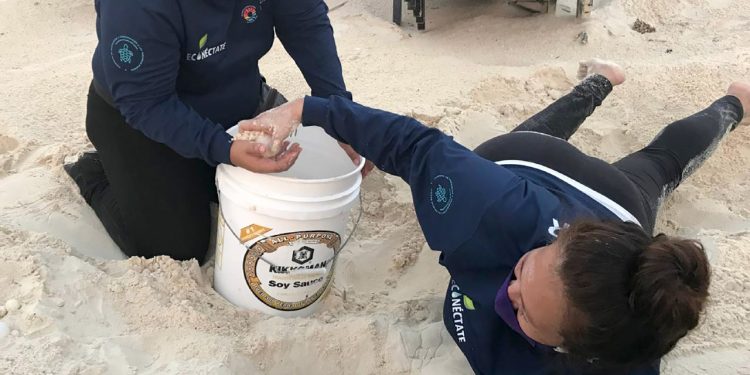 LOGRAMOS CIFRAS HISTÓRICAS EN PROTECCIÓN Y CONSERVACIÓN DE LA TORTUGA MARINA: MARA