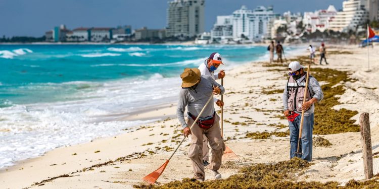 PLAN CONTRA SARGAZO PERMITE CONTAR CON PLAYAS LIMPIAS EN CANCÚN: MARA