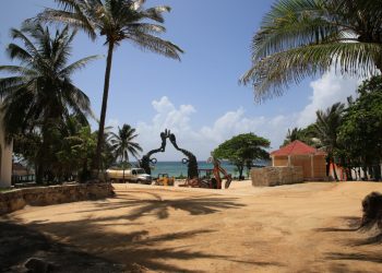 PREPARAN REFORESTACIÓN EN LA QUINTA AVENIDA Y PARQUE FUNDADORES