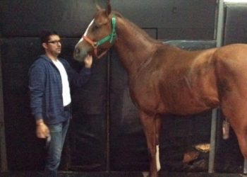 ROBAN Y SE COMEN A FAMOSO CABALLO DE CARRERAS EN VENEZUELA