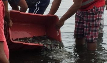 SIEMBRAN 2.3 MILLONES DE CRÍAS DE TILAPIA EN 130 CUERPOS LAGUNARES ESTATALES: SEDAFOP