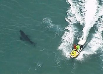UN TIBURÓN MATA A UN SURFISTA EN AUSTRALIA