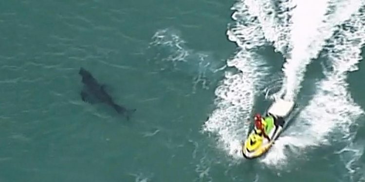 UN TIBURÓN MATA A UN SURFISTA EN AUSTRALIA
