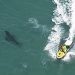 UN TIBURÓN MATA A UN SURFISTA EN AUSTRALIA