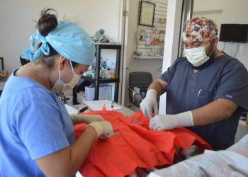 FOMENTA GOBIERNO ISLEÑO PROTECCIÓN DE LA FAUNA CANINA Y FELINA CON ESTERILIZACIÓN