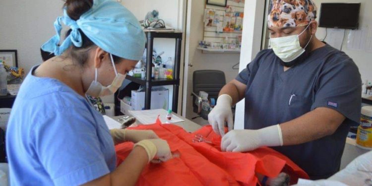 FOMENTA GOBIERNO ISLEÑO PROTECCIÓN DE LA FAUNA CANINA Y FELINA CON ESTERILIZACIÓN