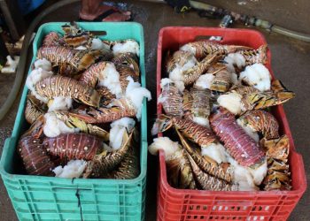 HAY UNA RÁPIDA REACTIVACIÓN DE LAS ACTIVIDADES AGROPECUARIAS PARA AVANZAR EN LA RECUPERACIÓN ECONÓMICA