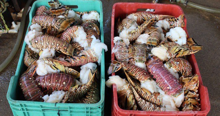 HAY UNA RÁPIDA REACTIVACIÓN DE LAS ACTIVIDADES AGROPECUARIAS PARA AVANZAR EN LA RECUPERACIÓN ECONÓMICA