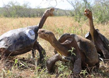 GUARDAPARQUES CARGAN PESADAS TORTUGAS PARA LIBERARLAS