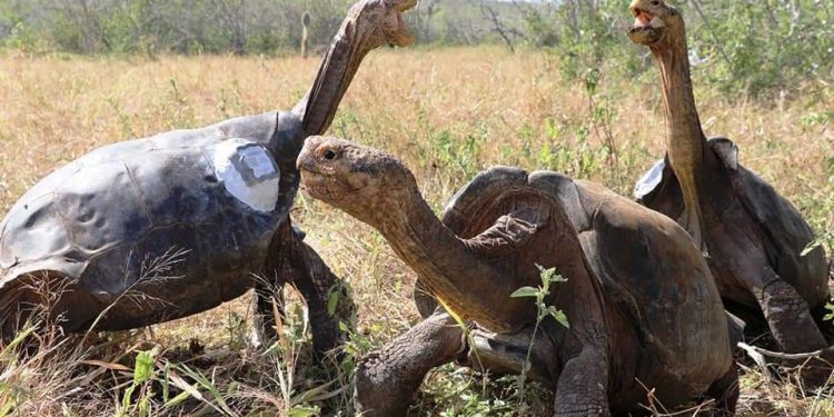 GUARDAPARQUES CARGAN PESADAS TORTUGAS PARA LIBERARLAS