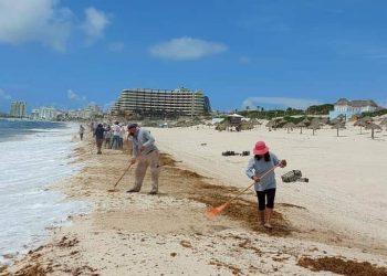 2 MIL TONELADAS DE SARGAZO HAN SIDO RECOLECTADAS EN PLAYAS DE CANCÚN