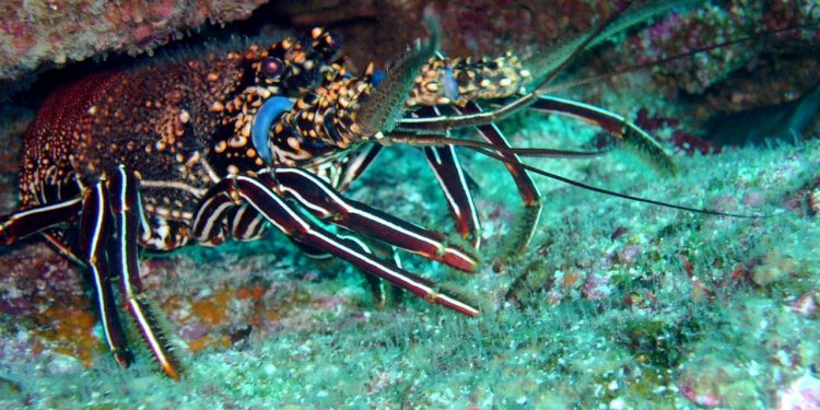 144 MILLONES DEJARÁ TEMPORADA DE LANGOSTA