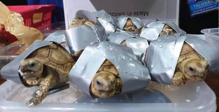 LA GUARDIA NACIONAL HA LOGRADO RESCATAR  456 ANIMALES EN PELIGRO EXTINCIÓN Y PROTECCIÓN ESPECIAL