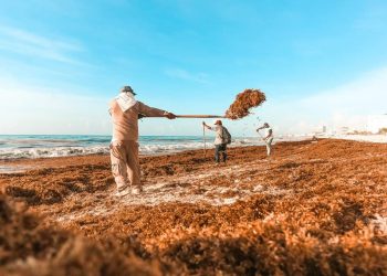 EN LO QUE VA DE JULIO CONCENTRAN MIL 400 TONELADAS DE SARGAZO DE PLAYAS DE CANCÚN