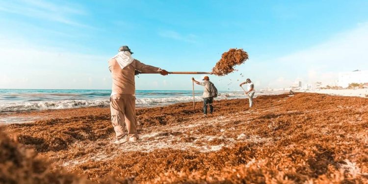 EN LO QUE VA DE JULIO CONCENTRAN MIL 400 TONELADAS DE SARGAZO DE PLAYAS DE CANCÚN