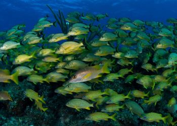 WWF: URGE ACTUAR ANTE LOS RIESGOS DE FUTURAS PANDEMIAS