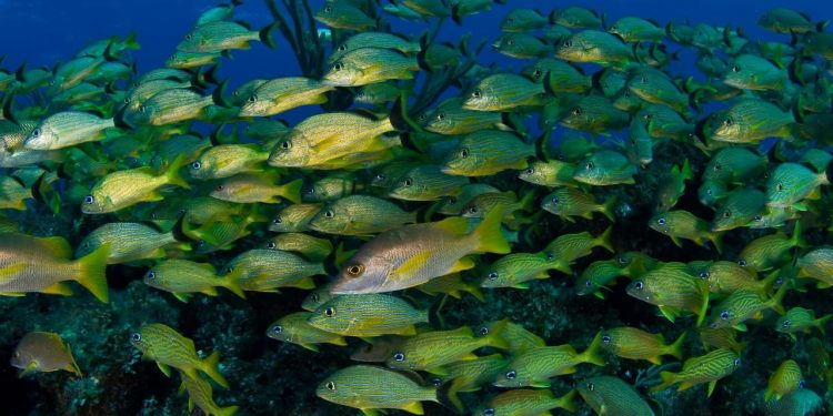 WWF: URGE ACTUAR ANTE LOS RIESGOS DE FUTURAS PANDEMIAS