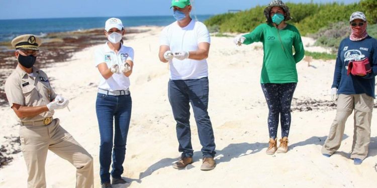 PARTICIPA PRESIDENTA MUNICIPAL DE PUERTO MORELOS EN JORNADA DE LIBERACIÓN DE TORTUGAS