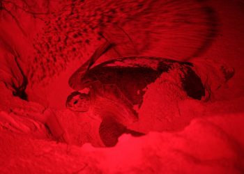 PROMUEVEN PROTECCIÓN DE LA TORTUGA MARINA EN COZUMEL