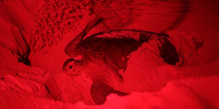 PROMUEVEN PROTECCIÓN DE LA TORTUGA MARINA EN COZUMEL