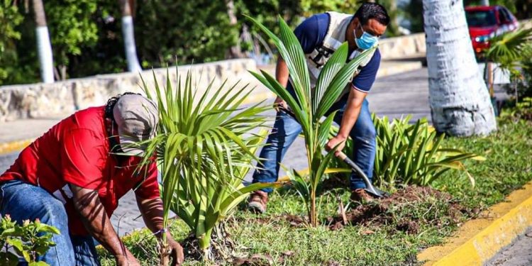 FOMENTA GOBIERNO MUNICIPAL CUIDADO AMBIENTAL CON REFORESTACIÓN DE PLANTAS
