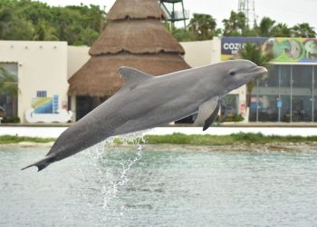 ACUSA DOLPHIN DISCOVERY SER OBJETO DE CAMPAÑA NEGRA