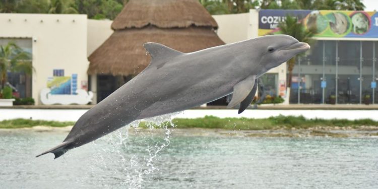 ACUSA DOLPHIN DISCOVERY SER OBJETO DE CAMPAÑA NEGRA