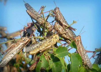 EL MUNICIPIO DE LÁZARO CÁRDENAS SE PREPARA ANTE POSIBLE LLEGADA DE LA PLAGA DE LA LANGOSTA.