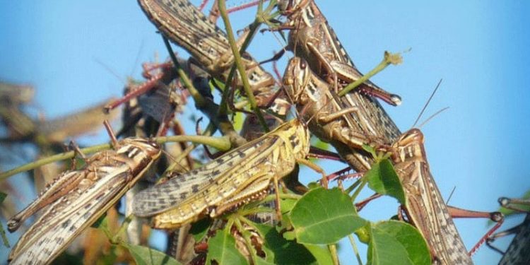 EL MUNICIPIO DE LÁZARO CÁRDENAS SE PREPARA ANTE POSIBLE LLEGADA DE LA PLAGA DE LA LANGOSTA.