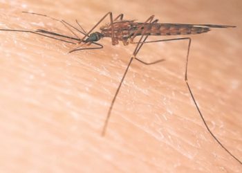 CONFIRMA TABASCO 8 MUERTES POR DENGUE ESTE AÑO