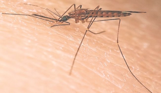 CONFIRMA TABASCO 8 MUERTES POR DENGUE ESTE AÑO