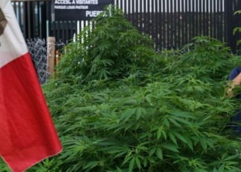 CRECE PLANTACIÓN DE MARIGUANA AFUERA DEL SENADO